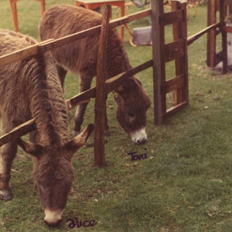 Mimi Brown's donkeys | Jennifer Drury: personal collection
