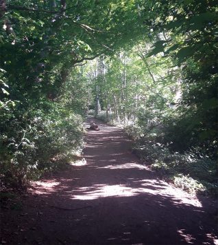 Three Cornered copse, Hove, pathway through woods | Avril Solomon