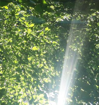 Sunlight through the leaves, Three Cornered copse, Hove | Avril Solomon