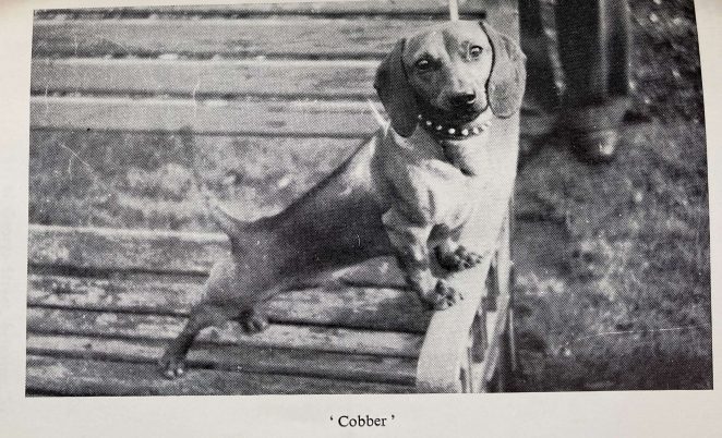 Cobber