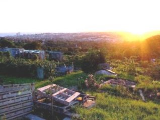 Tenantry Down Allotment Site | Photograph by Simon Tobitt