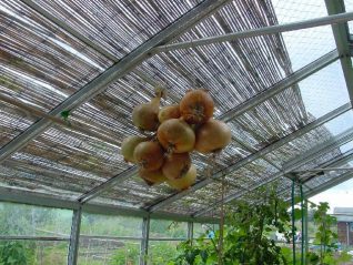 Onions (Barry Sharp's Allotment) | Photograph by Simon Tobitt