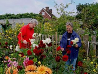 Jenn (l) and Marigold (r) cutting dahlias | Photograph by Simon Tobitt