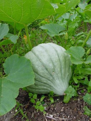 Blue Hubbard squash | Photograph by Simon Tobitt