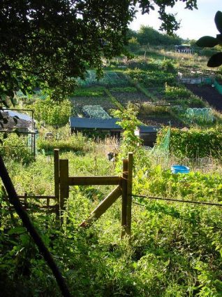 Looking across Roedale Valley allotments | Photo by Simon Tobitt
