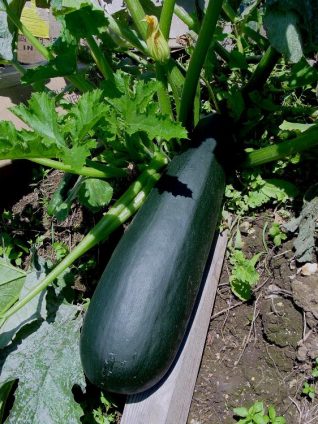 The courgette that got away - being ripened for the marrow competition | Photo by Simon Tobitt