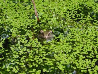 One of Tony's resident frogs | Photo by Simon Tobitt