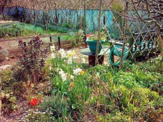 Val's allotment | Photo by Simon Tobitt