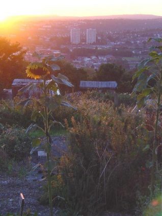 Sunflower at sunset, with tower blocks at Hollingdean behind | Photo by Simon Tobitt