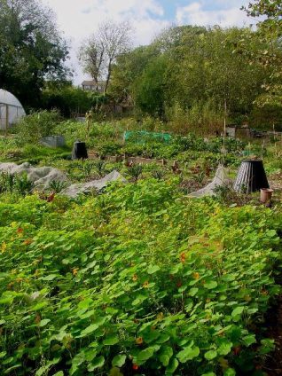 Moulsecoomb Forest Garden, Moulsecoomb Place site | Photo by Simon Tobitt