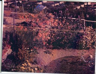 Plymouth Avenue looking over gardens to Heath Hill Avenue | From the private collection of Lee Stafford