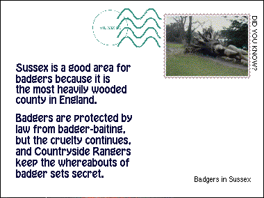 Did you know? - Sussex is a good area for badgers
