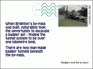 Did you know? - a badger set | 'Did you know?' from the 'My Brighton' exhibit
