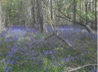 Bluebells in Stanmer woods | Photo by Joan Cumbers