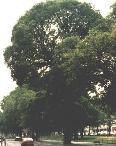 City elm trees in July 1987 | Photo by Ian Latimer