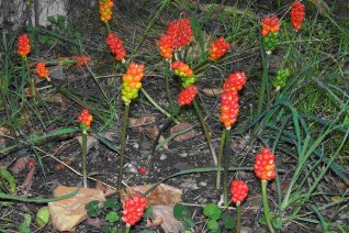 Lords and ladies (arum maculatum) | Photo by Joan Cumbers