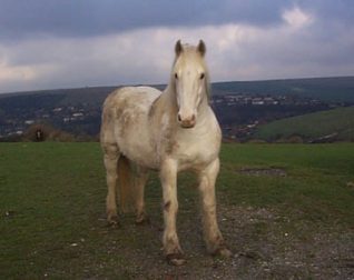 'Ghost', a horse near Jacob's Ladder, Bevendean | Photo taken by Sam Carroll