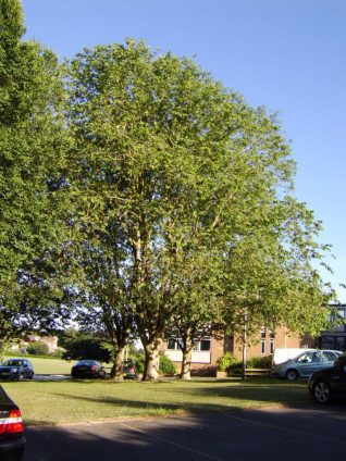 Champion Himalayan elm at Longhill School | Photo by Peter Bourne