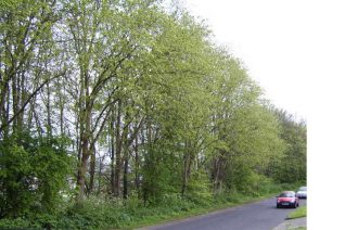 Himalayan elm at Crespin Way | Photo by Peter Bourne