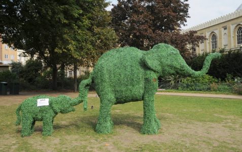 Elephants in Pavilion Gardens