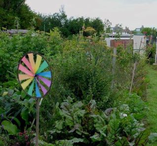 Ninka's allotment | Photo by Simon Tobitt