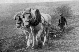 Frank Harris ploughing in Ovingdean c1930 | From the private collection of Jennifer Drury