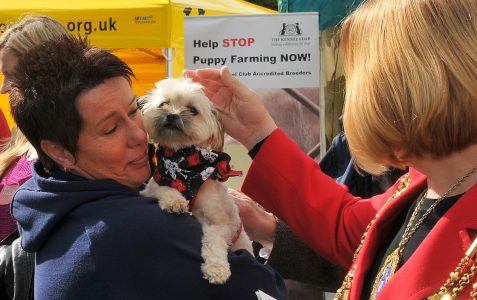 Pup Aid 2011