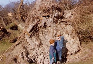 Uprooted tree in Queens Park | From the private collection of John Ballance