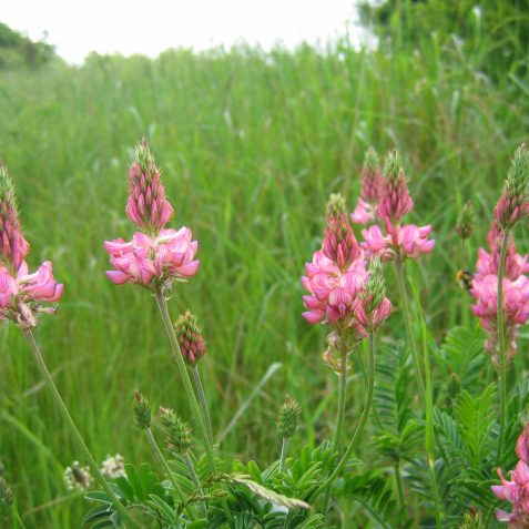 Sainfoin, a typical chalk downland flower | Peter Whitcomb