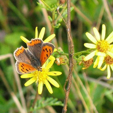 Small Copper on Ragwort | Peter Whitcomb