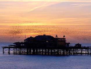 Starlings flying over West Pier, 2001
