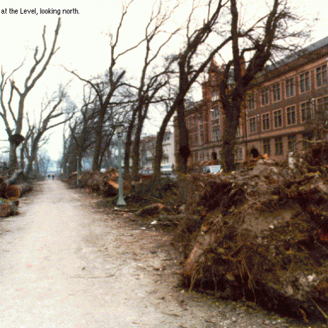 Damaged trees at The Level, looking north | Image from the 'My Brighton' exhibit