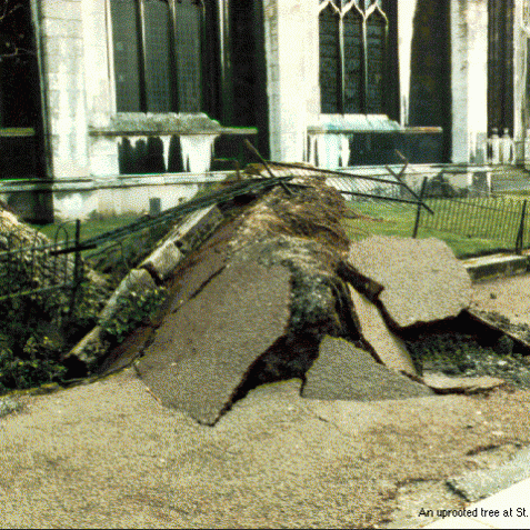 An uprooted tree at St. Peter's church | Image from the 'My Brighton' exhibit