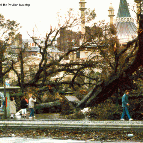 Uprooted trees at the Pavilion bus stop | Image from the 'My Brighton' exhibit