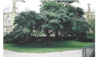 Weeping Wych elm, Royal Pavilion Gardens | Photo by Peter Bourne