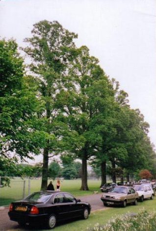 Jersey elm, West Ride, Preston Park | Photo by Peter Bourne