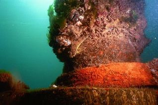 Bullhead fish under the West Pier | Photograph by Sean Clark