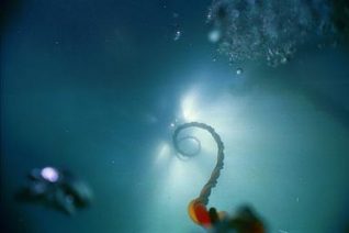 A diver's lifeline going up to the surface | Photograph by Sean Clark