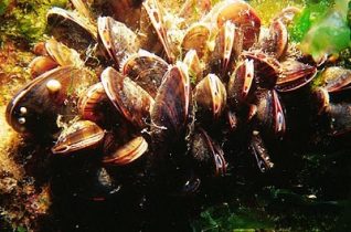Mussel cluster | Photograph by Sean Clark