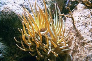 Underwater snakelock anemone | Photograph by Sean Clark