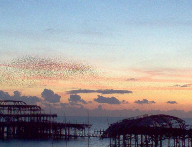 The murmuration at sunset over the West Pier | Photo from personal collection