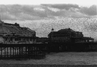 Starlings flying above the West Pier (1998)